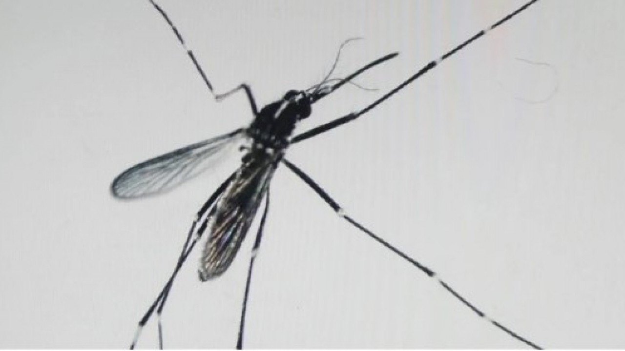 Foto - O üniversiteden Türkiye dahil 4 ülkeye uyarı! Bu virüse dikkat edin