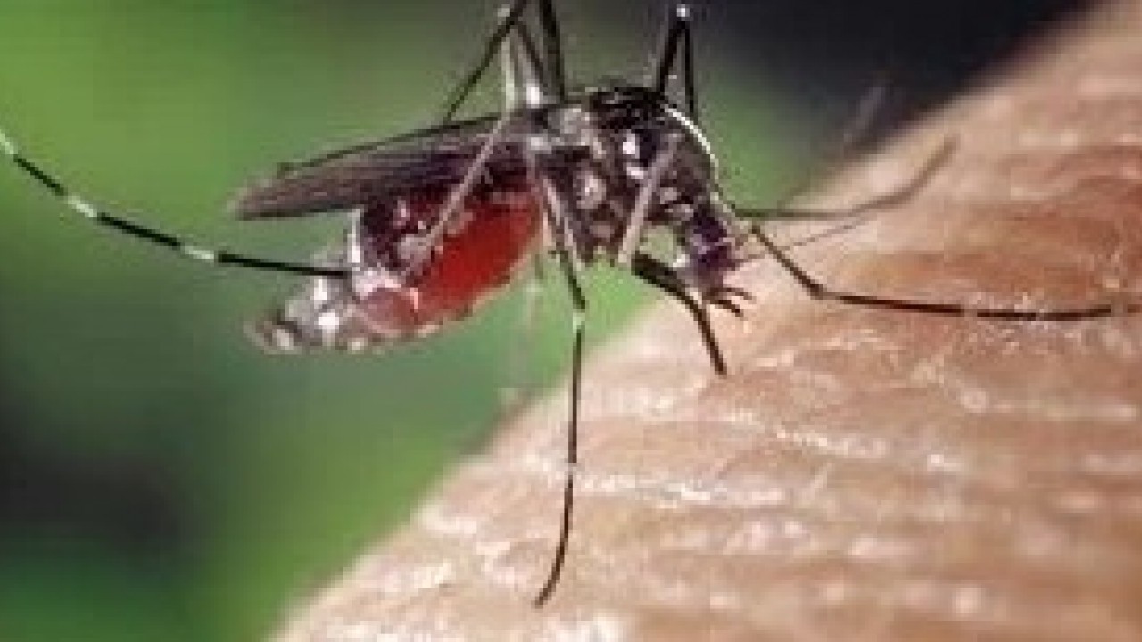 Foto - O üniversiteden Türkiye dahil 4 ülkeye uyarı! Bu virüse dikkat edin