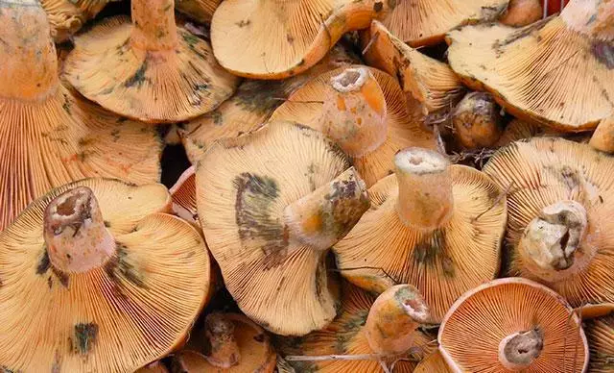 Foto - O ürün pazarda kapış kapış gidiyor! Satan, serveti buluyor! Millet, kilosu 200 liradan almak için sıraya giriyor