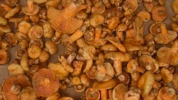 Foto - O ürün pazarda kapış kapış gidiyor! Satan, serveti buluyor! Millet, kilosu 200 liradan almak için sıraya giriyor