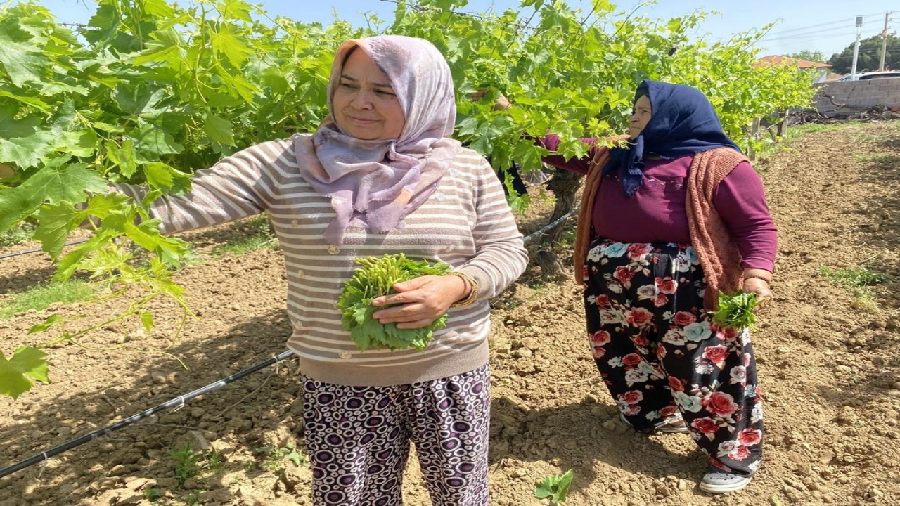 Foto - O üründe masraf yok, talep çok! Paralar da trink! Bütün dünyaya gönderiyorlar! Bakın ne kadara alıcısı var
