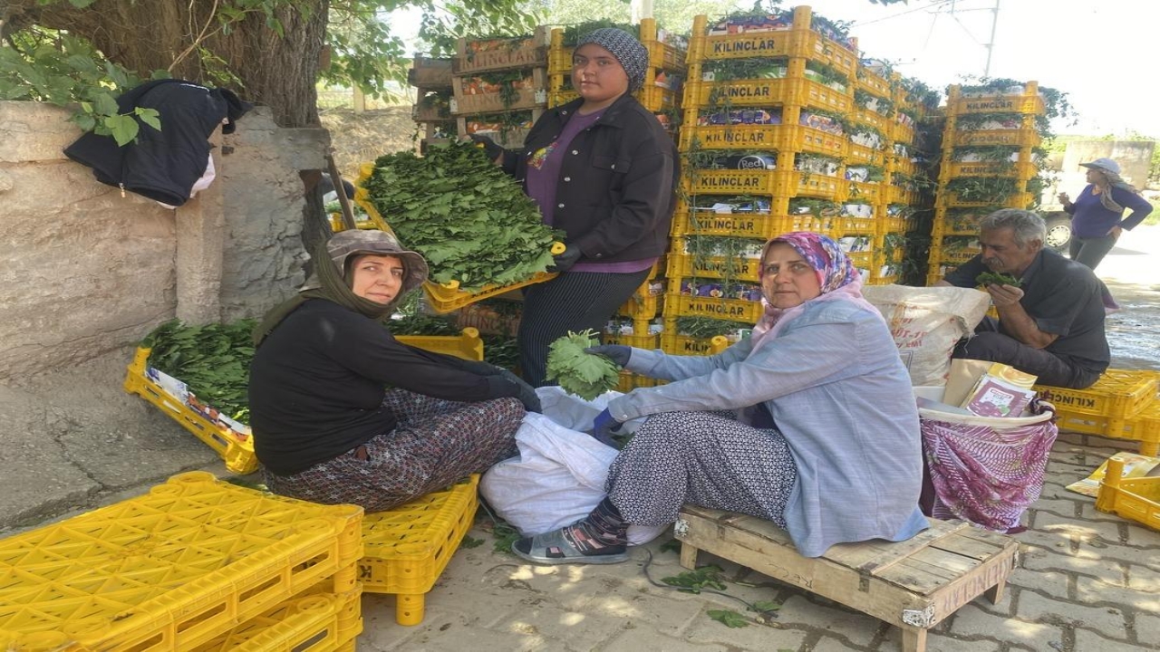 Foto - O üründe masraf yok, talep çok! Paralar da trink! Bütün dünyaya gönderiyorlar! Bakın ne kadara alıcısı var