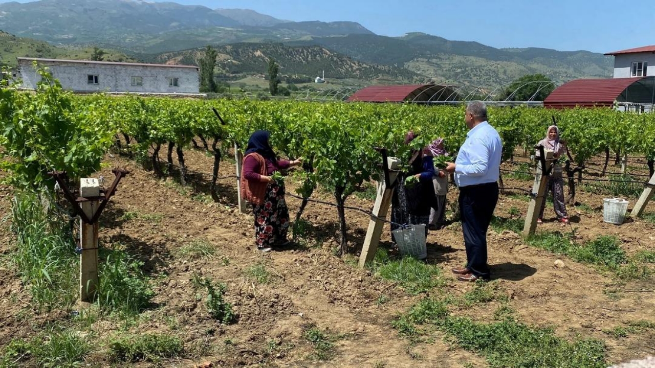 Foto - O üründe masraf yok, talep çok! Paralar da trink! Bütün dünyaya gönderiyorlar! Bakın ne kadara alıcısı var