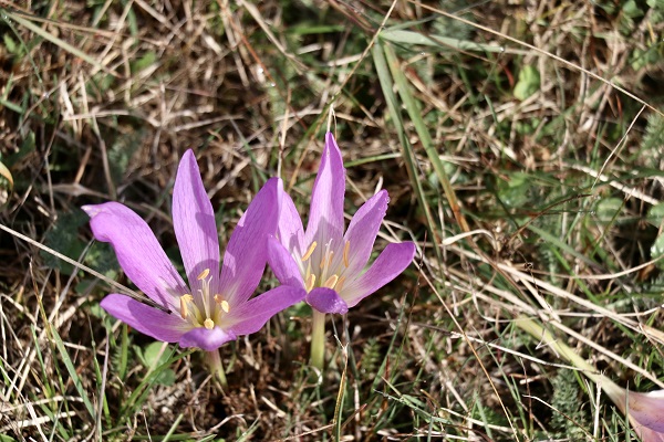 O yaylada kışın habercileri açtı! 