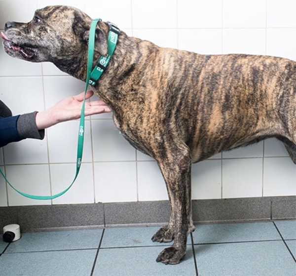 Foto - Obez hayvanların inanılmaz değişimi!