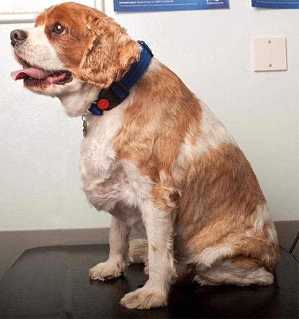 Foto - Obez hayvanların inanılmaz değişimi!