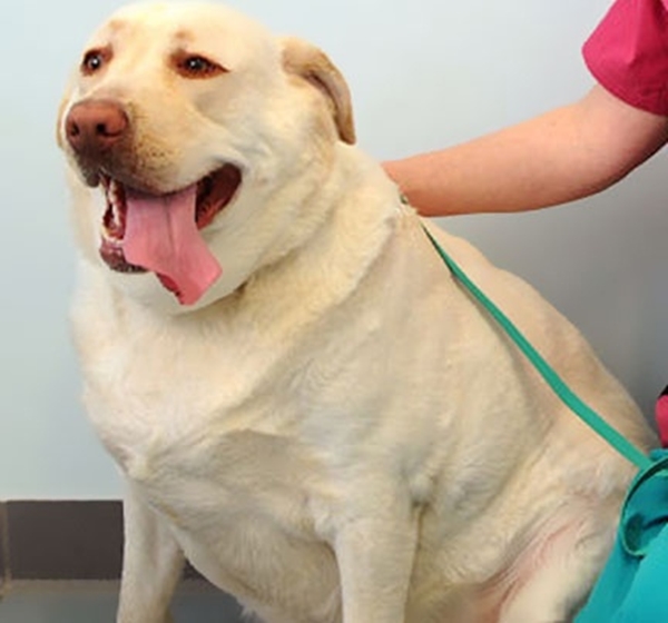 Foto - Obez hayvanların inanılmaz değişimi!