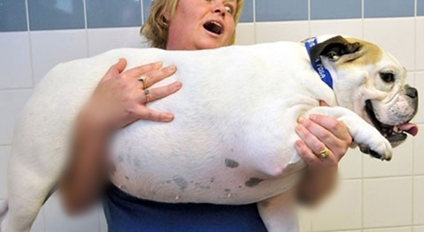 Foto - Obez hayvanların inanılmaz değişimi!