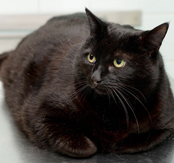 Foto - Obez hayvanların inanılmaz değişimi!