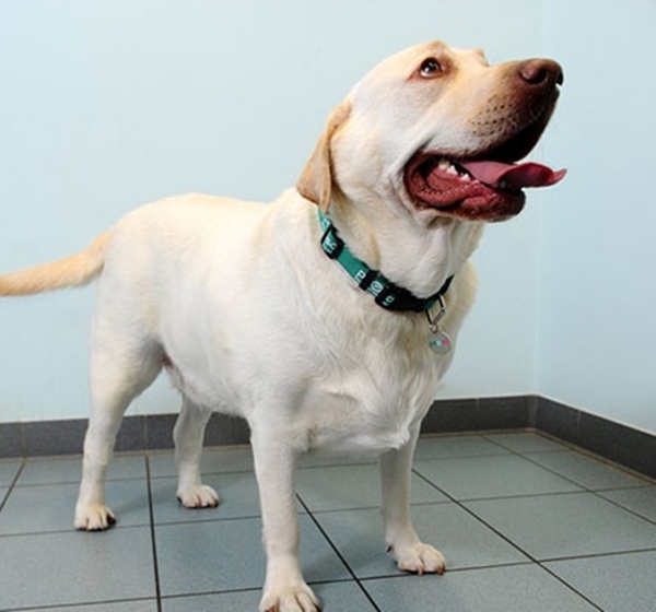 Foto - Obez hayvanların inanılmaz değişimi!