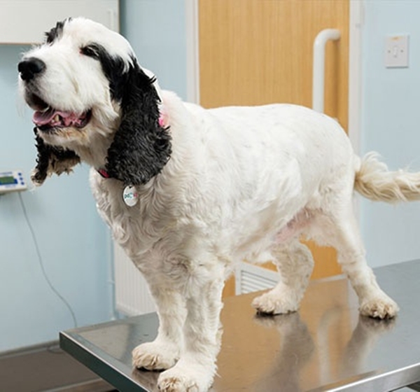 Foto - Obez hayvanların inanılmaz değişimi!