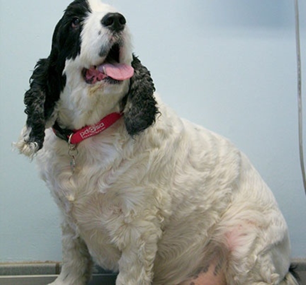 Foto - Obez hayvanların inanılmaz değişimi!