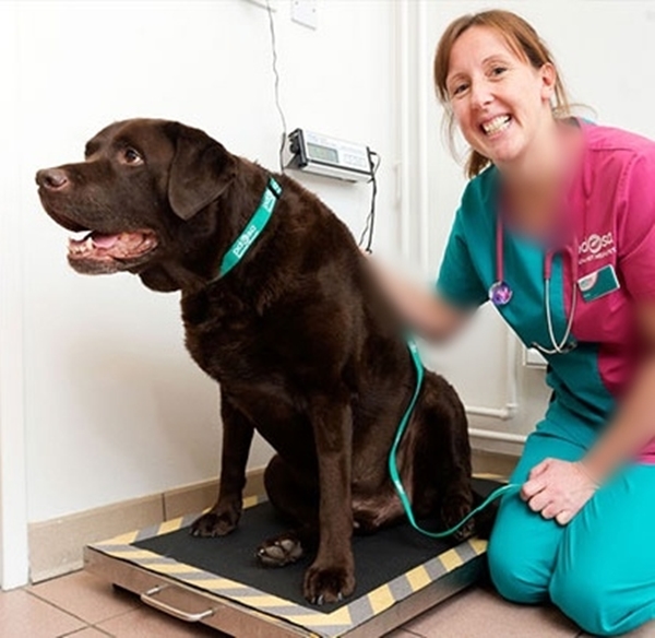 Foto - Obez hayvanların inanılmaz değişimi!