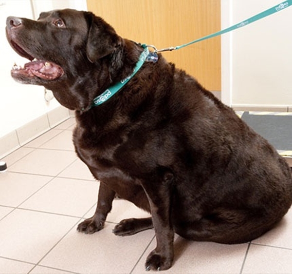 Foto - Obez hayvanların inanılmaz değişimi!