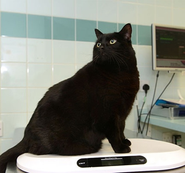 Foto - Obez hayvanların inanılmaz değişimi!