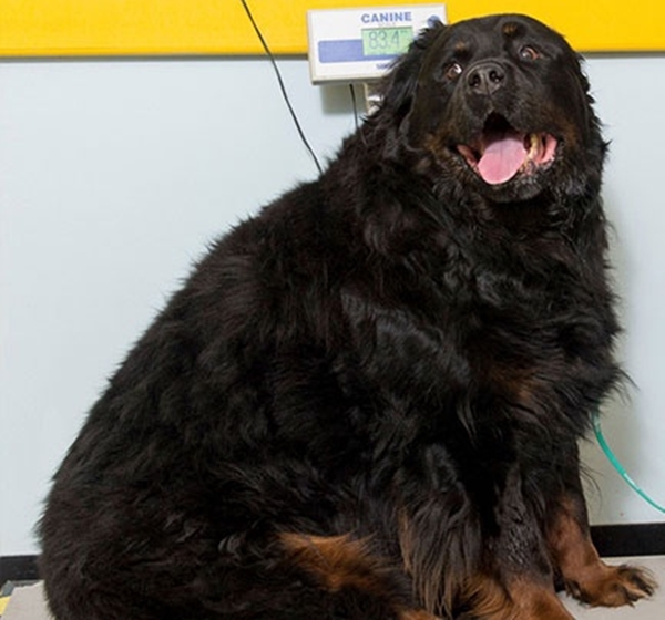 Foto - Obez hayvanların inanılmaz değişimi!