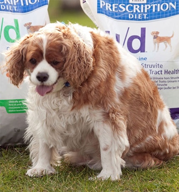 Foto - Obez hayvanların inanılmaz değişimi!