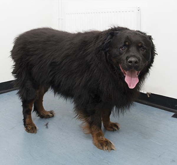 Foto - Obez hayvanların inanılmaz değişimi!