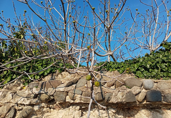 Foto - 'Ocağına incir ağacı dikmek' deyimi gerçek oldu! Tarihi hamamda ilginç manzara