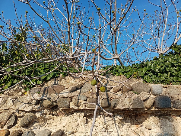Foto - 'Ocağına incir ağacı dikmek' deyimi gerçek oldu! Tarihi hamamda ilginç manzara