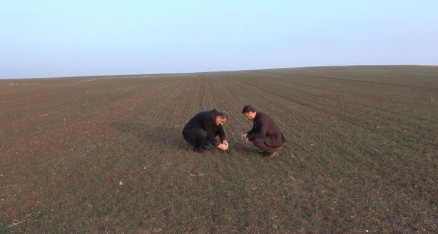 Foto - Ocak ayında arpa ve buğday tarlaları yeşillendi