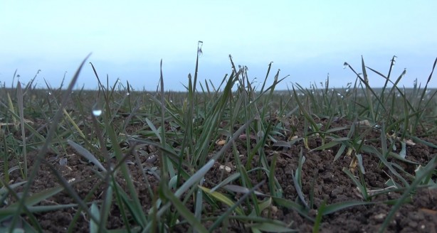 Foto - Ocak ayında arpa ve buğday tarlaları yeşillendi