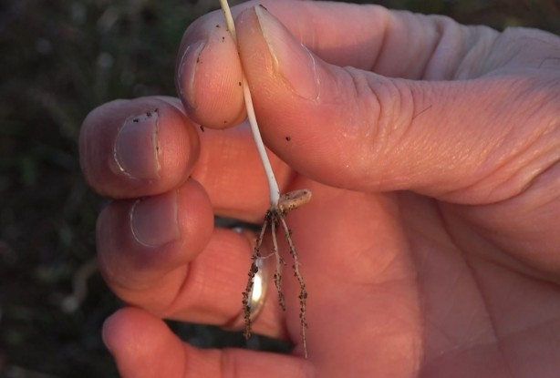 Foto - Ocak ayında arpa ve buğday tarlaları yeşillendi
