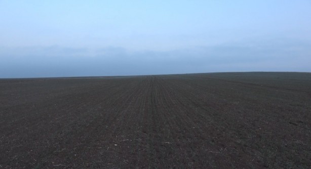 Foto - Ocak ayında arpa ve buğday tarlaları yeşillendi