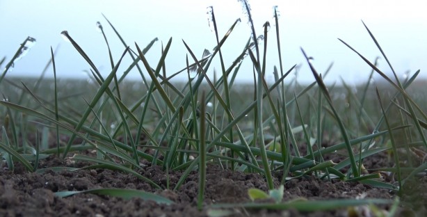 Foto - Ocak ayında arpa ve buğday tarlaları yeşillendi