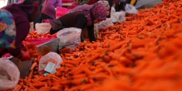Foto - Ocak ayında elle sökümü yapılan havuç, dünya pazarına hazırlanıyor! Türkiye'nin yüzde 65'ini Konya karşılıyor!