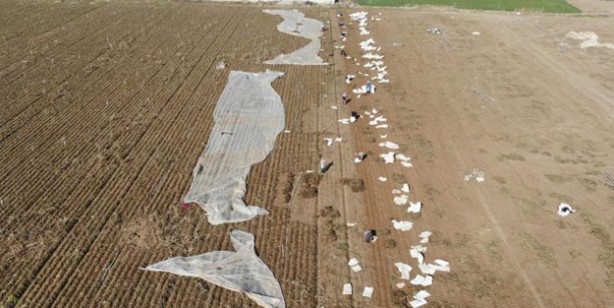 Foto - Ocak ayında elle sökümü yapılan havuç, dünya pazarına hazırlanıyor! Türkiye'nin yüzde 65'ini Konya karşılıyor!