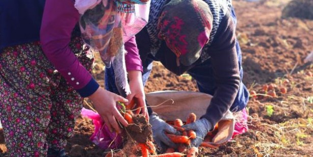 Foto - Ocak ayında elle sökümü yapılan havuç, dünya pazarına hazırlanıyor! Türkiye'nin yüzde 65'ini Konya karşılıyor!