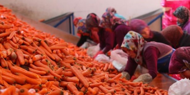 Ocak ayında elle sökümü yapılan havuç, dünya pazarına hazırlanıyor! Türkiye'nin yüzde 65'ini Konya karşılıyor!