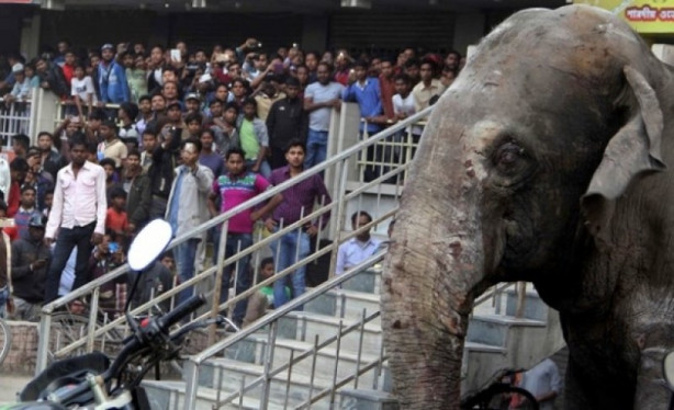 Foto - Öfkeli fil köylülere saldırdı