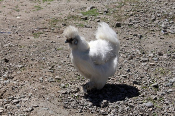 Foto - Oğlunun isteği babasını patron yaptı