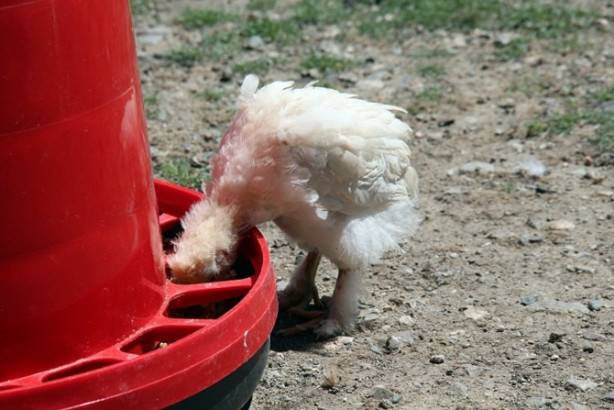 Foto - Oğlunun isteği babasını patron yaptı