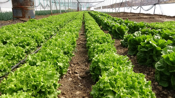 Foto - Oğlunun tavsiyesini dinledi kendi işinin sahibi oldu