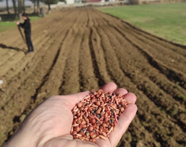 Foto - Öğrencilerin diktiği arpa ve yem bitkileri okullarına gelir olacak