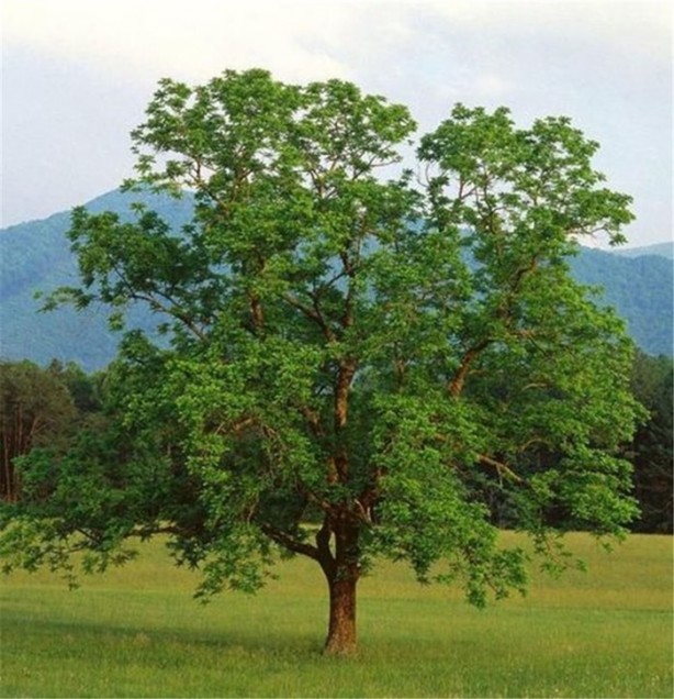 Foto - Öğrendiğinizde şaşıracağınız ilginç bilgiler