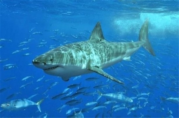 Foto - Öğrendiğinizde şaşıracağınız ilginç bilgiler