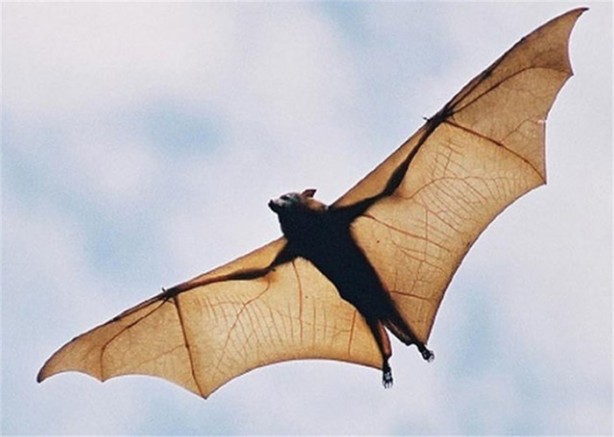 Foto - Öğrendiğinizde şaşıracağınız ilginç bilgiler