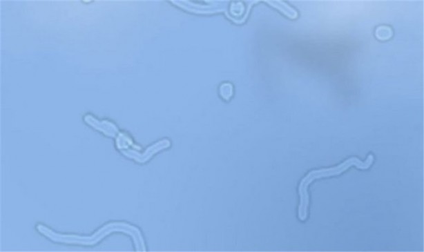 Foto - Öğrendiğinizde şaşıracağınız ilginç bilgiler