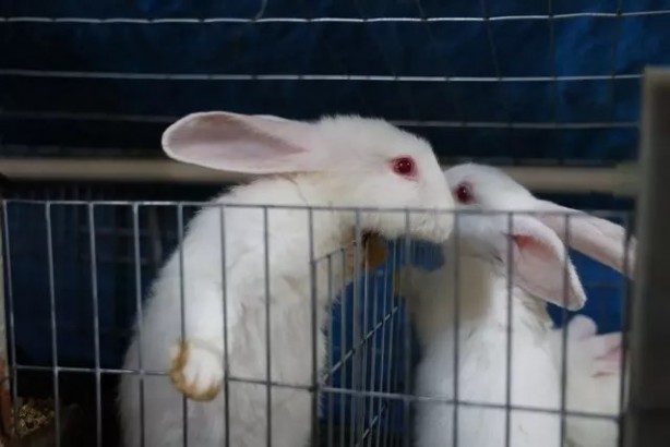 Foto - Öğretmenliği bırakıp öyle bir iş kurdu ki taleplere yetişemiyor!