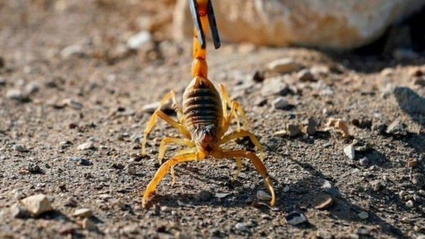 Foto - Ok gibi fırladı, genç kadını hastanelik etti! Burası Afrika değil Türkiye... O ilimizde ölümcül akrep istilası başladı