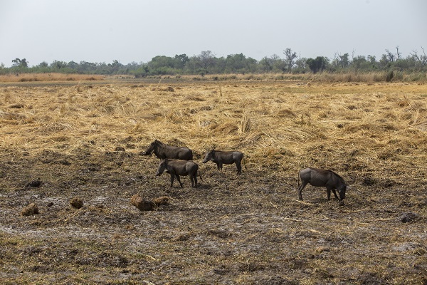 Foto - Okavango Deltası'nda kuraklık tehlikesi
