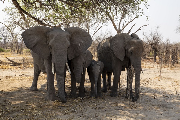 Foto - Okavango Deltası'nda kuraklık tehlikesi
