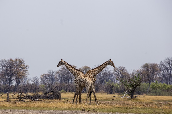 Foto - Okavango Deltası'nda kuraklık tehlikesi