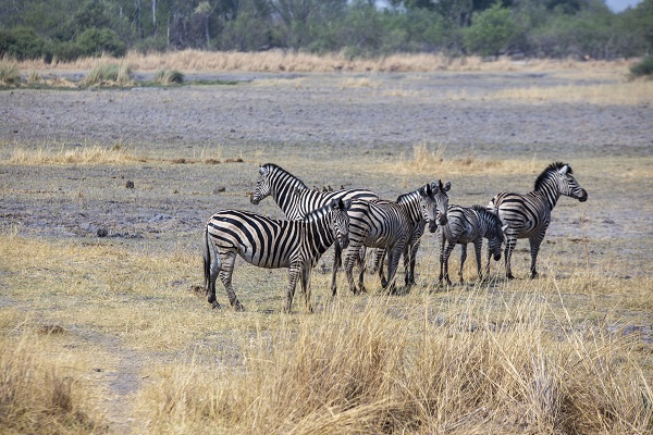 Foto - Okavango Deltası'nda kuraklık tehlikesi