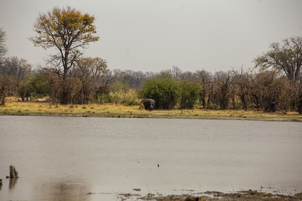 Foto - Okavango Deltası'nda kuraklık tehlikesi