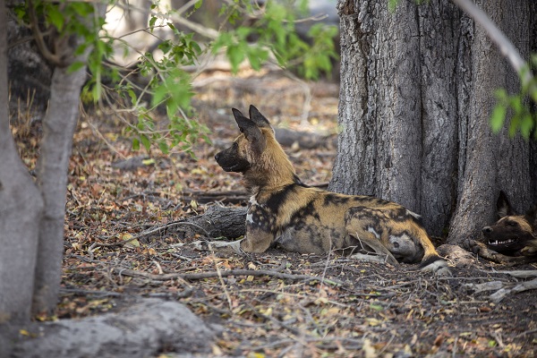 Foto - Okavango Deltası'nda kuraklık tehlikesi